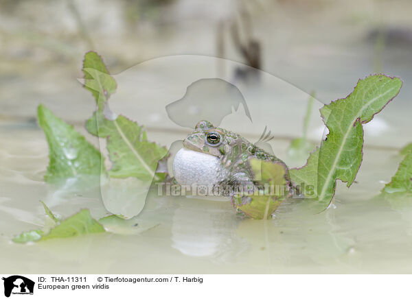 Wechselkrte / European green viridis / THA-11311