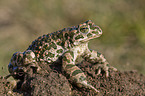 green toad