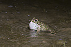 green toad