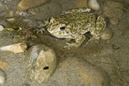 green toad