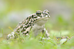 green toad