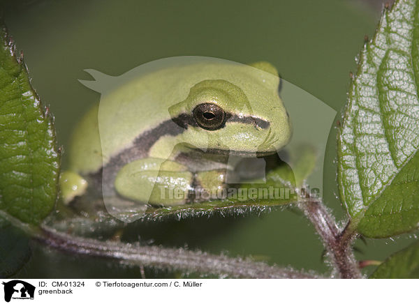 Europischer Laubfrosch / greenback / CM-01324