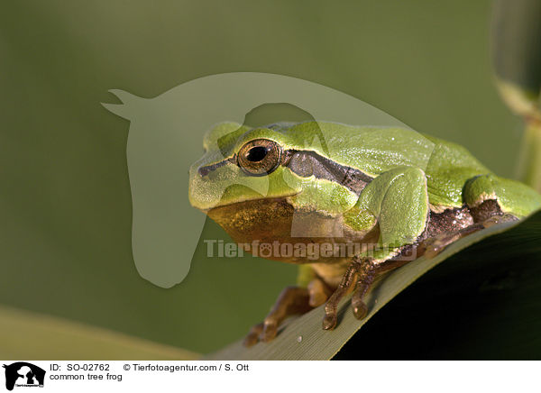 Europischer Laubfrosch / common tree frog / SO-02762