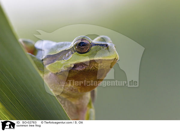 Europischer Laubfrosch / common tree frog / SO-02763