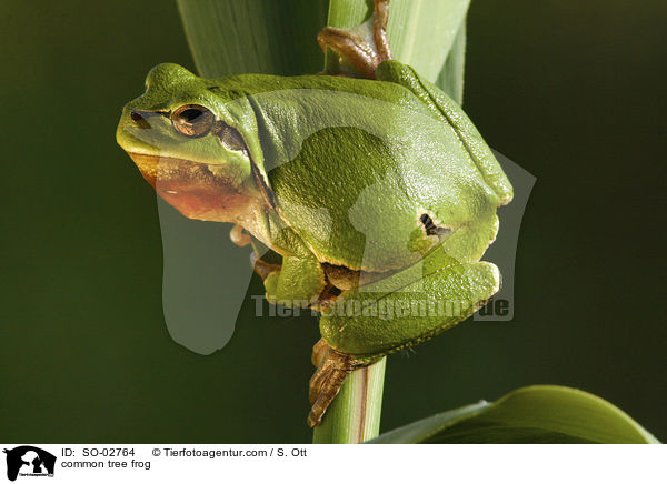 Europischer Laubfrosch / common tree frog / SO-02764