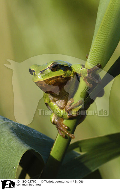 common tree frog / SO-02765
