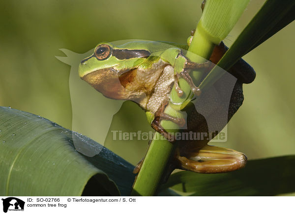common tree frog / SO-02766