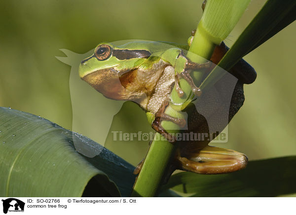 Europischer Laubfrosch / common tree frog / SO-02766