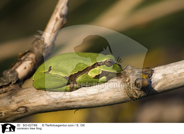 common tree frog / SO-02788