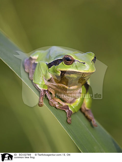 common tree frog / SO-02789