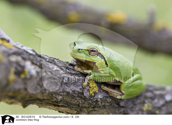 Europischer Laubfrosch / common tree frog / SO-02814