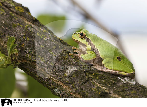 Europischer Laubfrosch / common tree frog / SO-02815