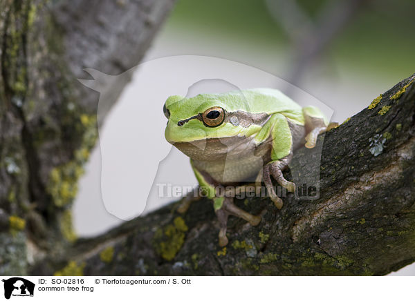Europischer Laubfrosch / common tree frog / SO-02816