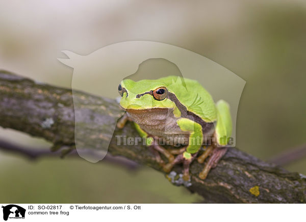 common tree frog / SO-02817