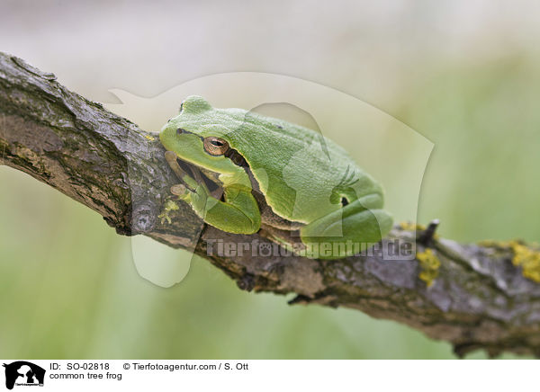 Europischer Laubfrosch / common tree frog / SO-02818