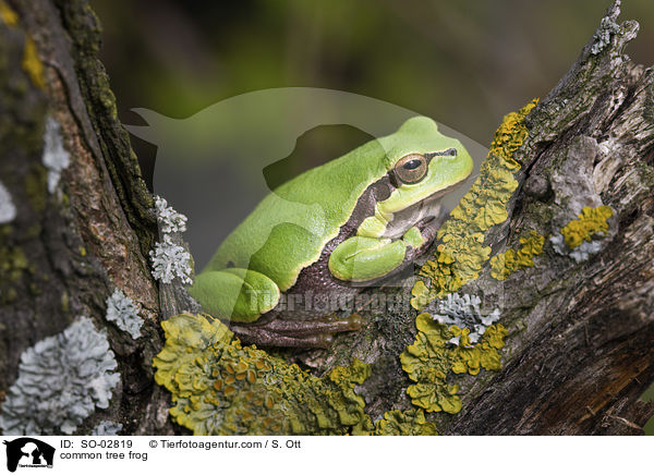common tree frog / SO-02819