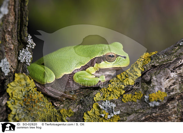 Europischer Laubfrosch / common tree frog / SO-02820