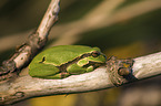 common tree frog