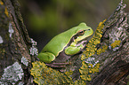 common tree frog