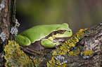 common tree frog