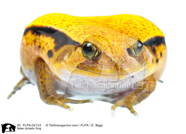 false tomato frog / FLPA-02133