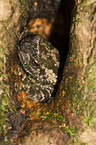 foam-nest treefrog