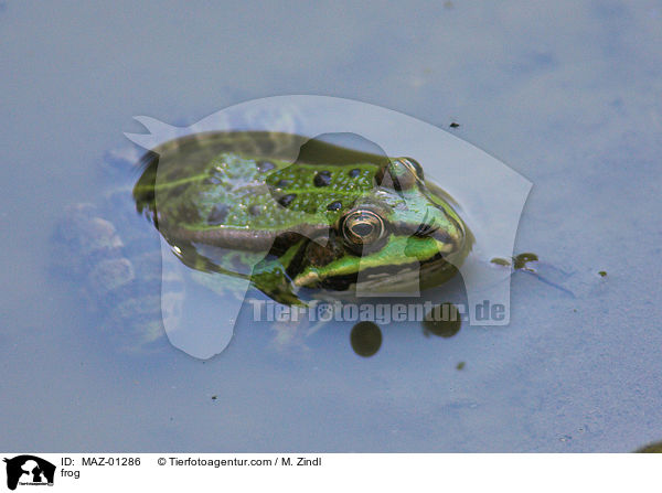 Frosch / frog / MAZ-01286