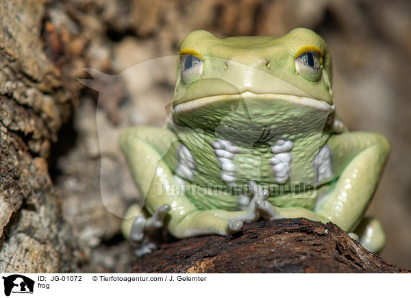 Frosch / frog / JG-01072