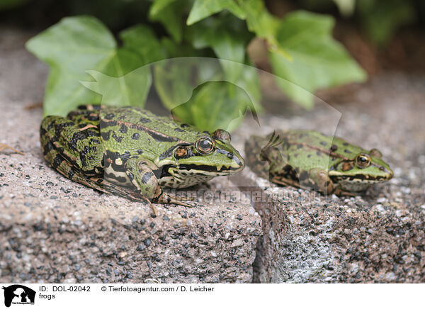 Frsche / frogs / DOL-02042