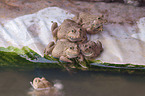 Frogs