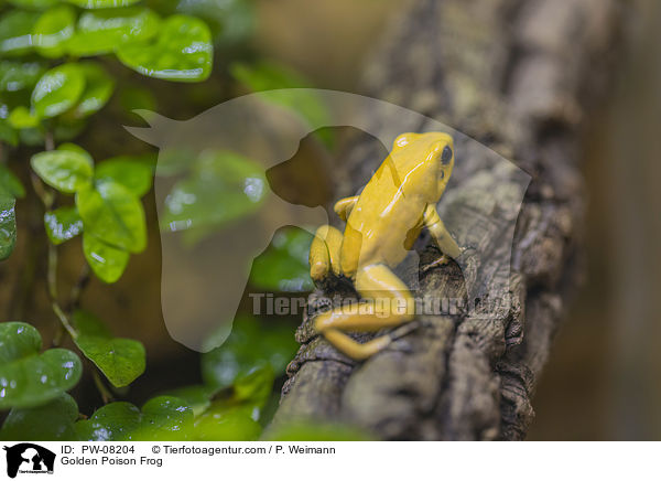 Schrecklicher Pfeilgiftfrosch / Golden Poison Frog / PW-08204