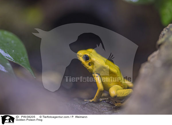 Golden Poison Frog / PW-08205