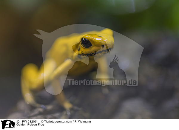 Schrecklicher Pfeilgiftfrosch / Golden Poison Frog / PW-08206
