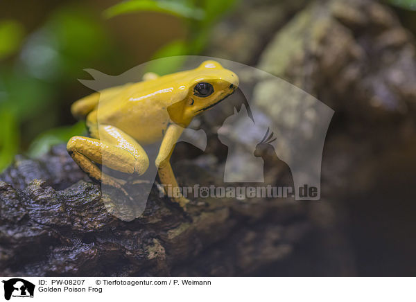 Schrecklicher Pfeilgiftfrosch / Golden Poison Frog / PW-08207