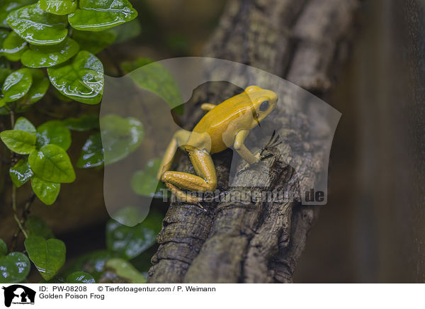 Golden Poison Frog / PW-08208
