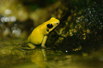 Dart-poison frog