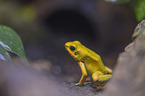 Golden Poison Frog