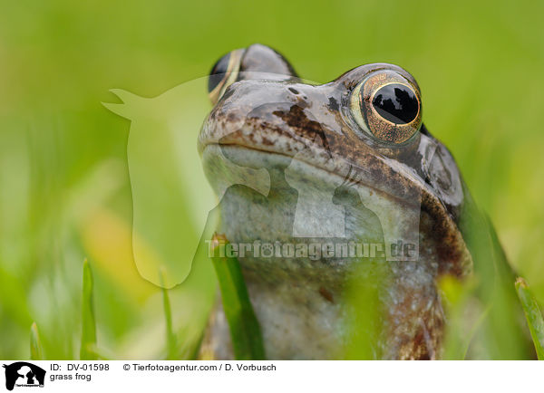 grass frog / DV-01598