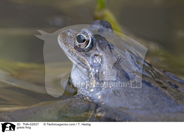 grass frog / THA-02627