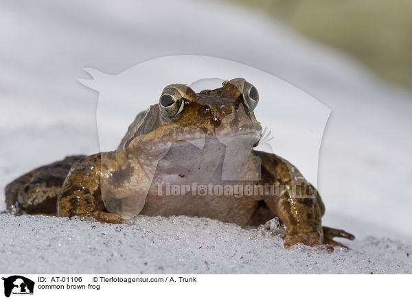 Grasfrosch / common brown frog / AT-01106