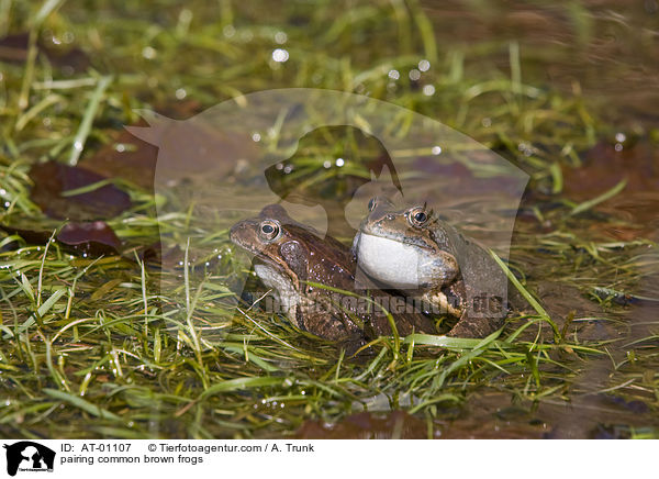 Grasfroschpaarung / pairing common brown frogs / AT-01107
