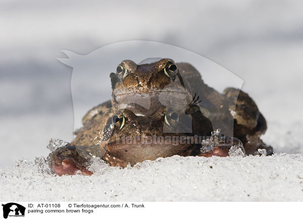 Grasfroschpaarung / pairing common brown frogs / AT-01108