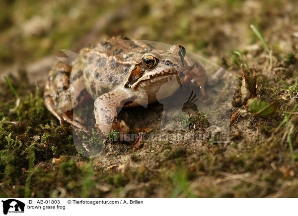 brown grass frog / AB-01803