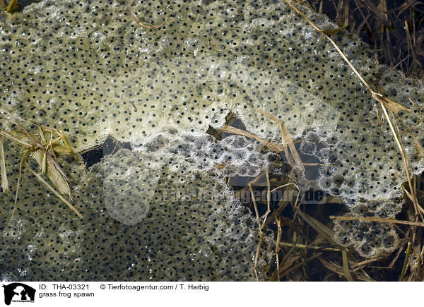 grass frog spawn / THA-03321