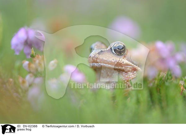 grass frog / DV-02366