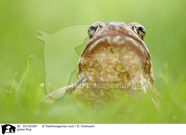 grass frog / DV-02367