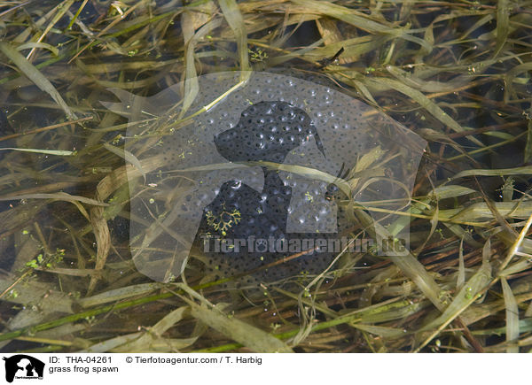 grass frog spawn / THA-04261