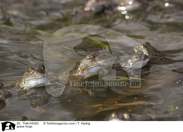 grass frogs / THA-04262