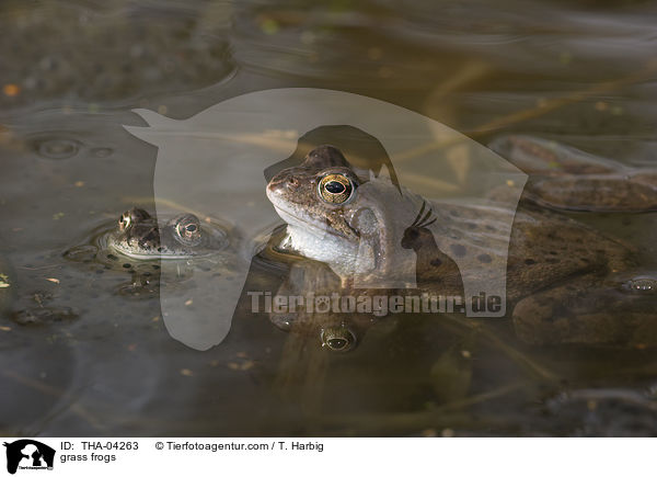 grass frogs / THA-04263