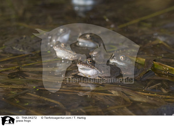 grass frogs / THA-04272